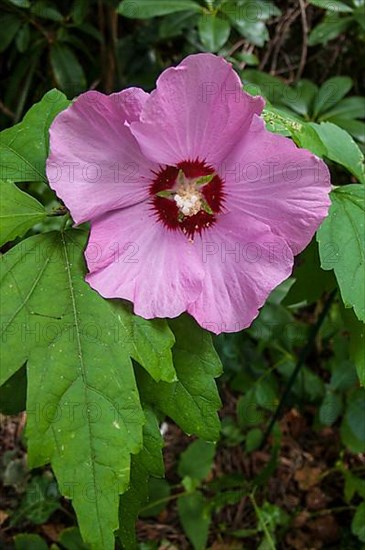 Rose of sharon