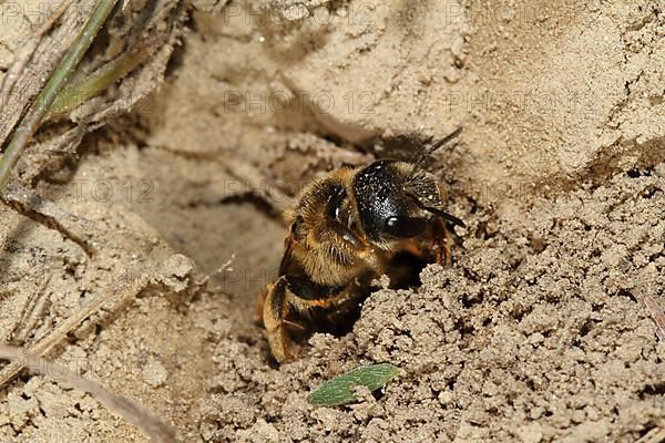 Sand wasp