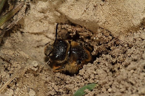 Sand wasp