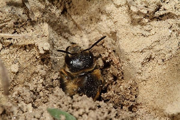 Sand wasp