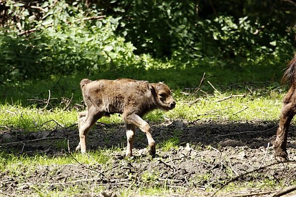 European bison