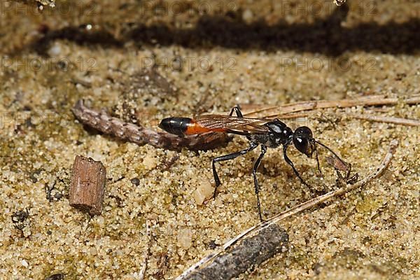 Three-phase sand wasp