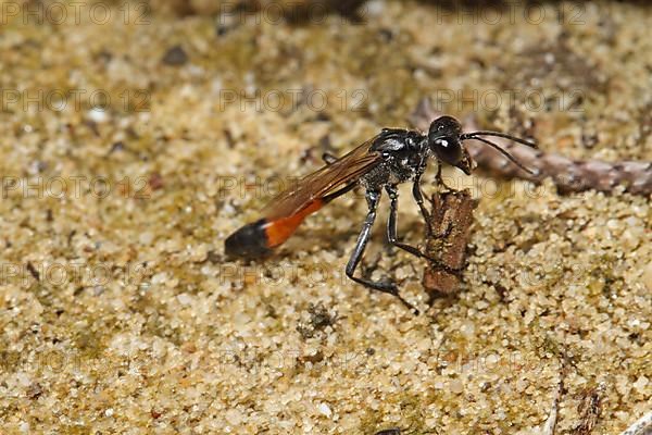 Three-phase sand wasp