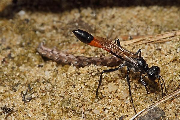 Three-phase sand wasp