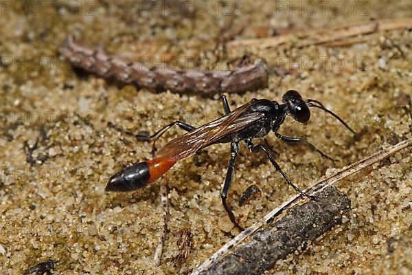 Three-phase sand wasp