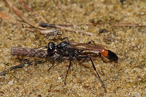 Three-phase sand wasp