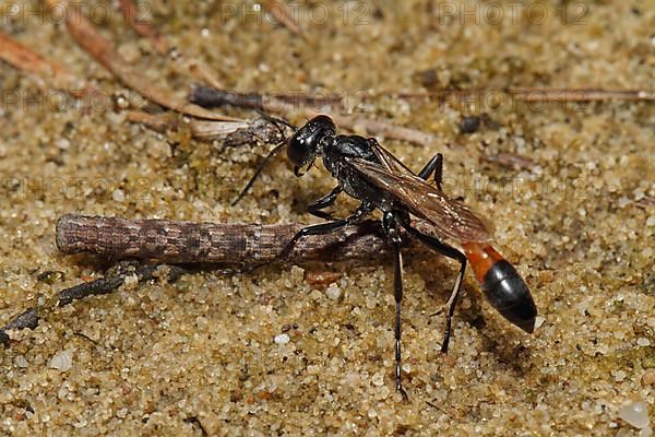 Three-phase sand wasp