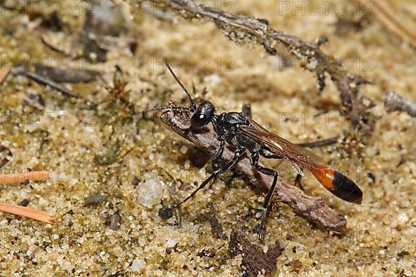 Three-phase sand wasp