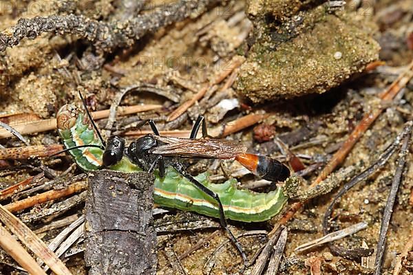 Three-phase sand wasp