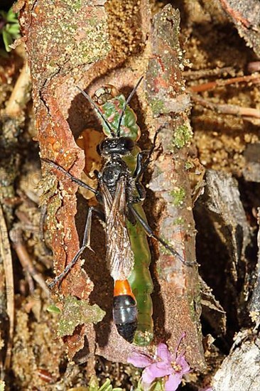 Three-phase sand wasp