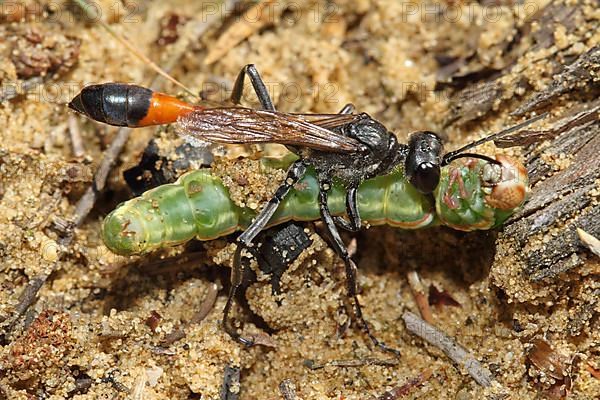 Three-phase sand wasp