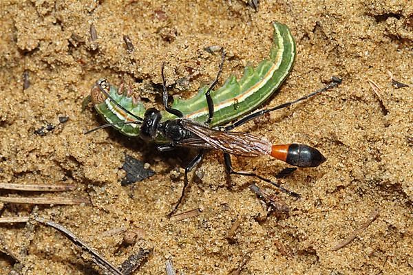 Three-phase sand wasp