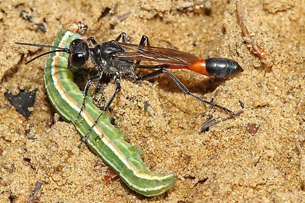 Three-phase sand wasp