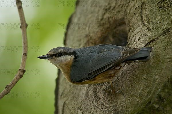 Nuthatch