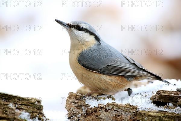 Nuthatch