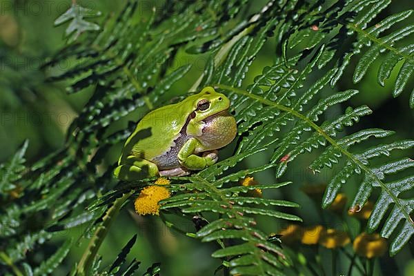 European tree frog