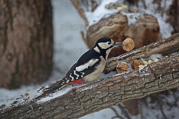 Great spotted woodpecker