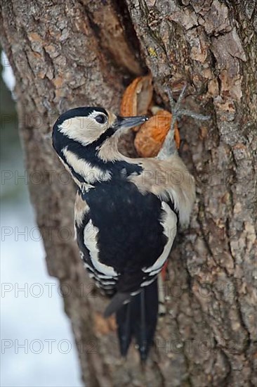 Great spotted woodpecker