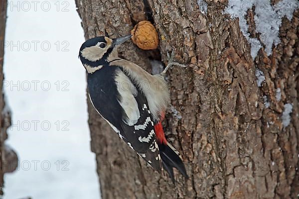 Great spotted woodpecker