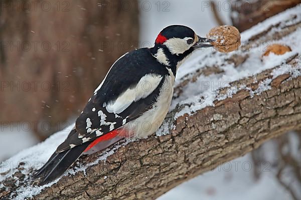 Great spotted woodpecker