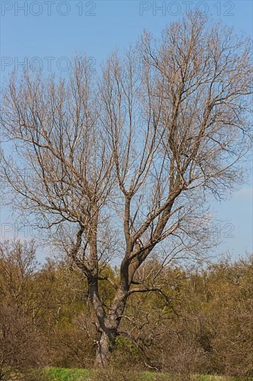 (Populus) alpa POPPLER