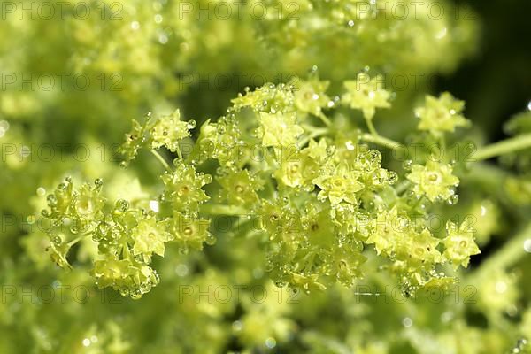 Lady's mantle