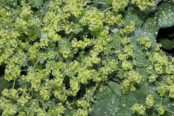 Lady's mantle