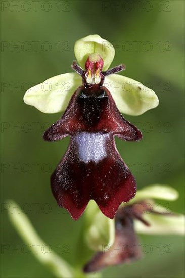 Fly orchid