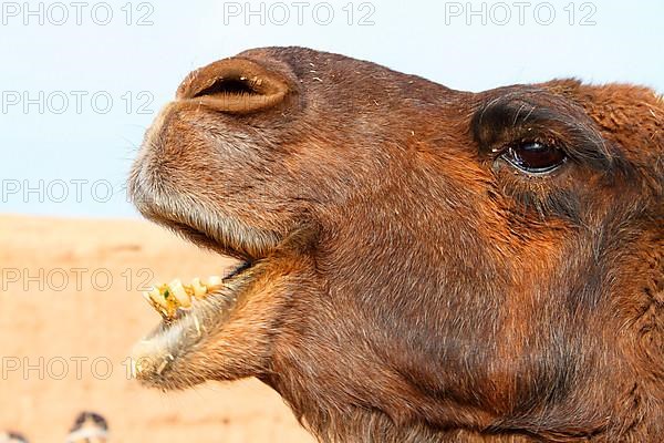 Bactrian camel