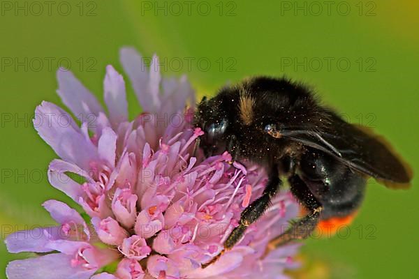 Parasitic bumblebee on field widow's-flower