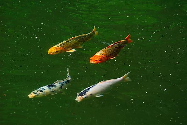 Koi carp