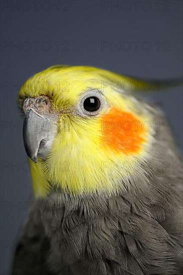 Cockatiel