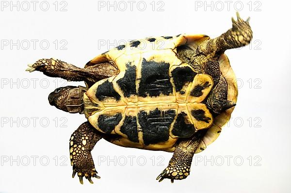 Greek tortoise