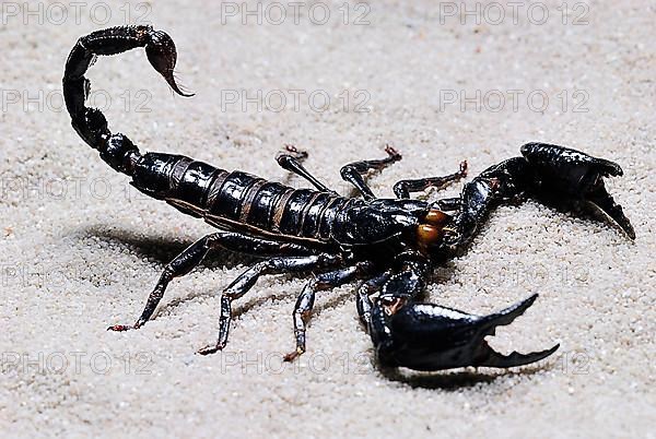 Emperor Scorpion