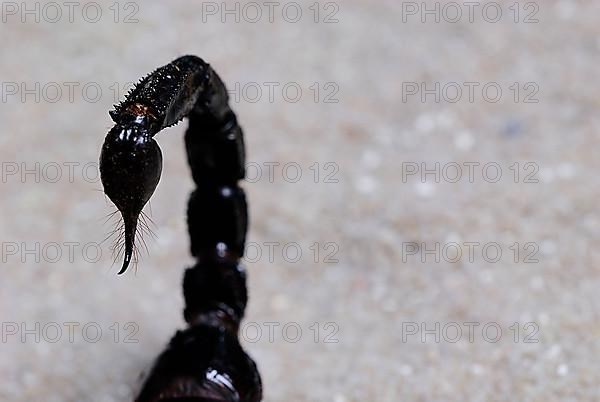 Emperor Scorpion