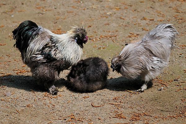 Japanese Silkie Chicken