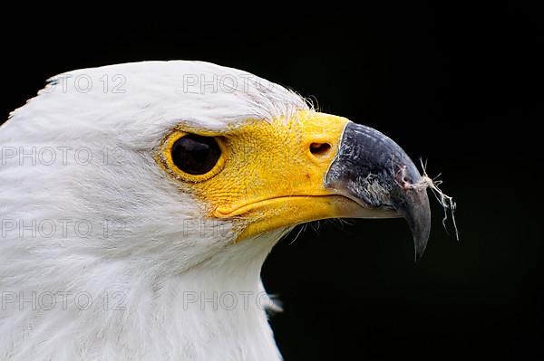 African Fish Eagle