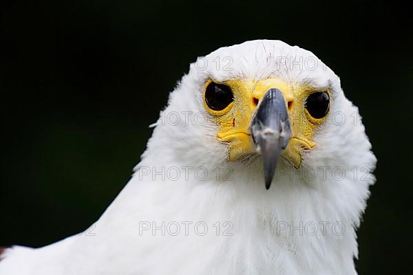 African Fish Eagle