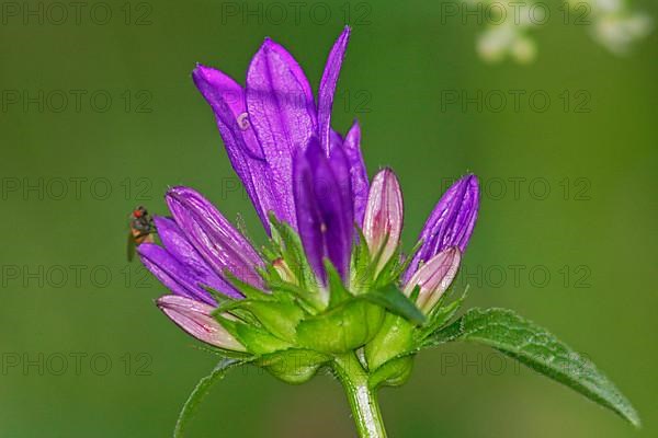 Tufted bellflower