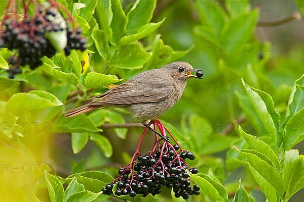 Redstart