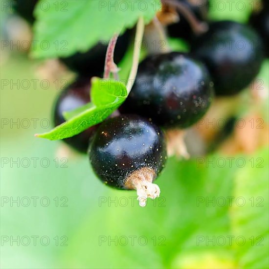 Black currants