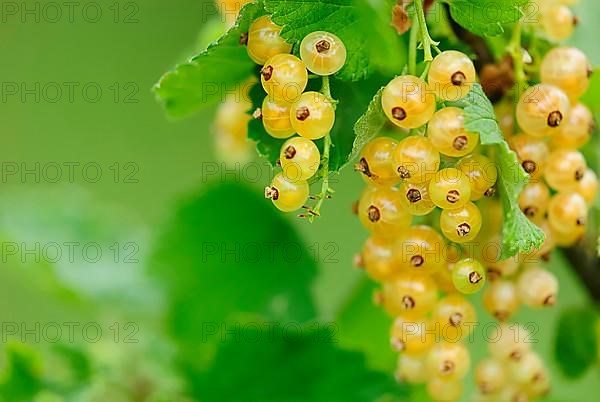 Red currants