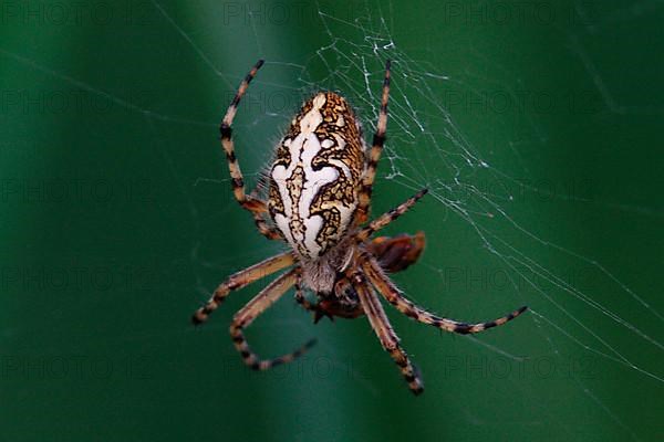 Acorn Leaf Spider