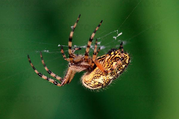 Acorn Leaf Spider