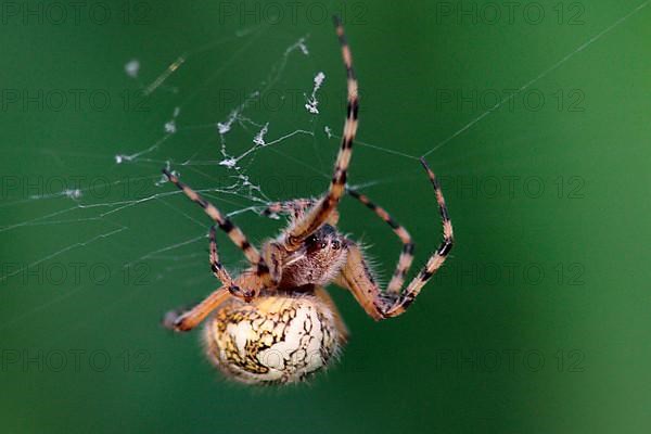 Acorn Leaf Spider