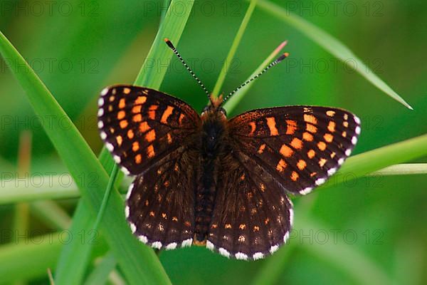 Valerian Fritillary