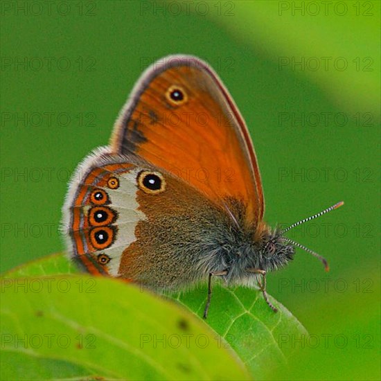 Pearl grass butterfly