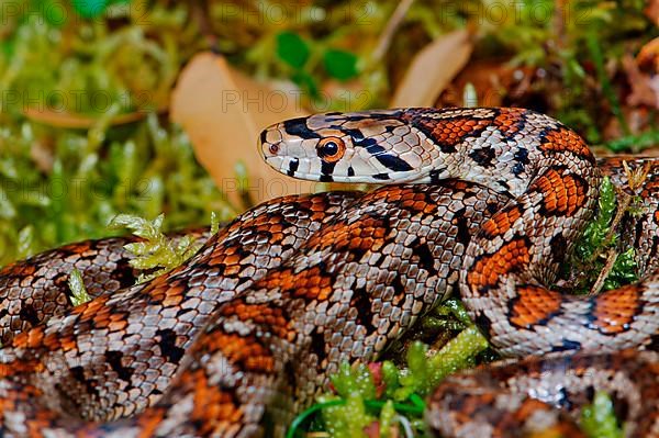 Leopard snake