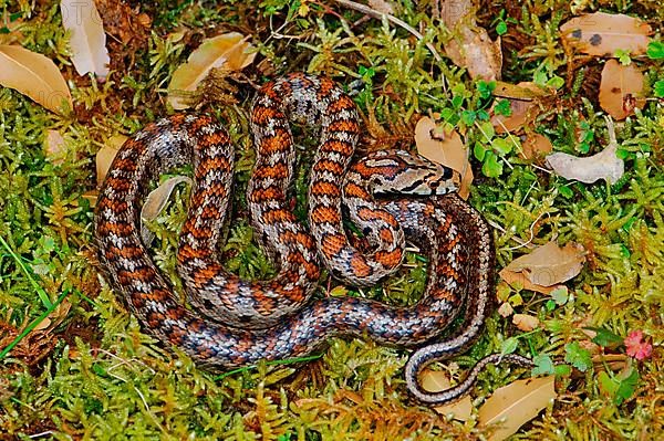 Leopard snake