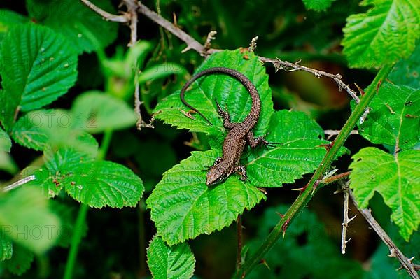 Splendid callus lizard on blackberry leaf